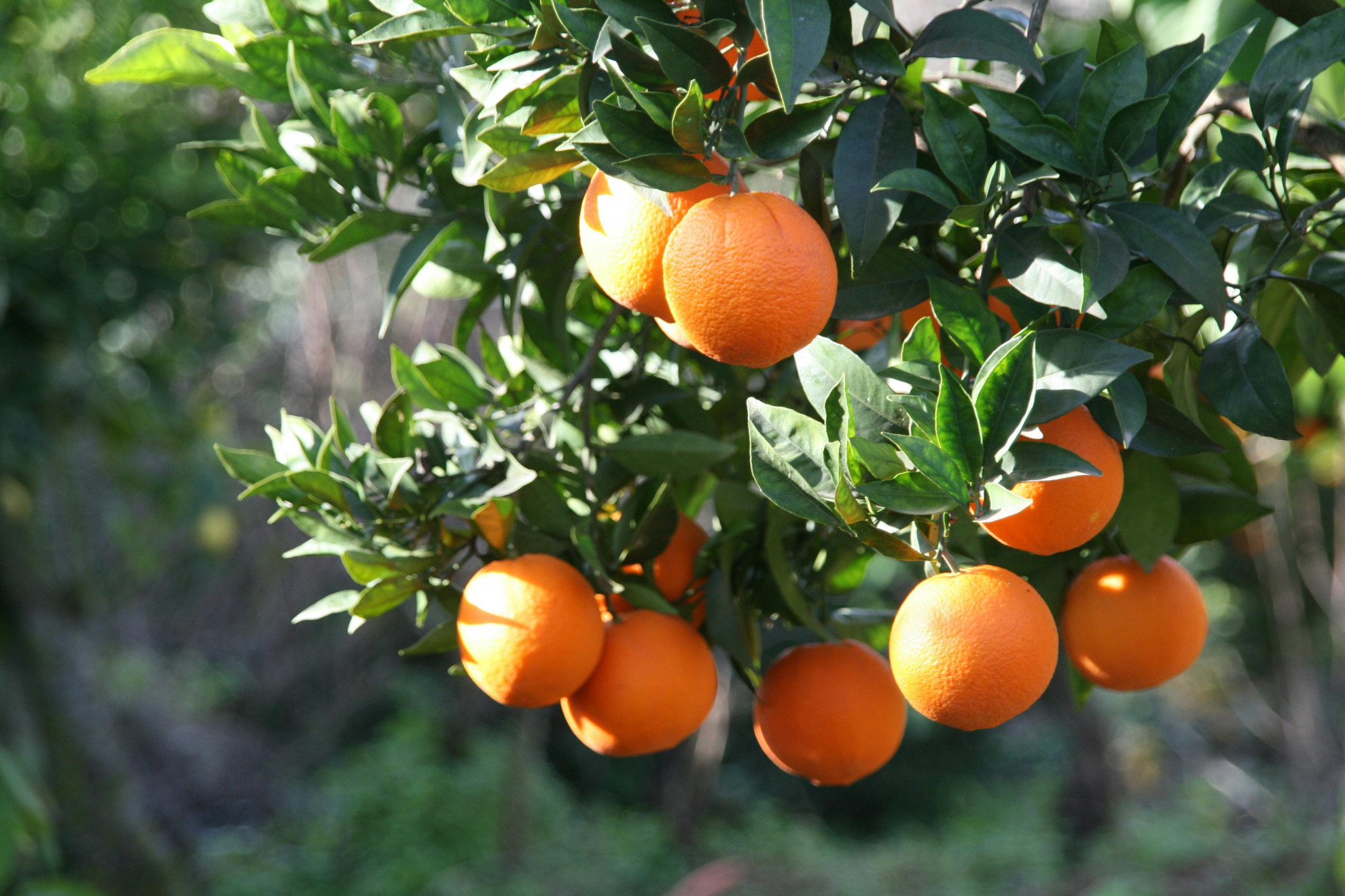 Edible Gardening