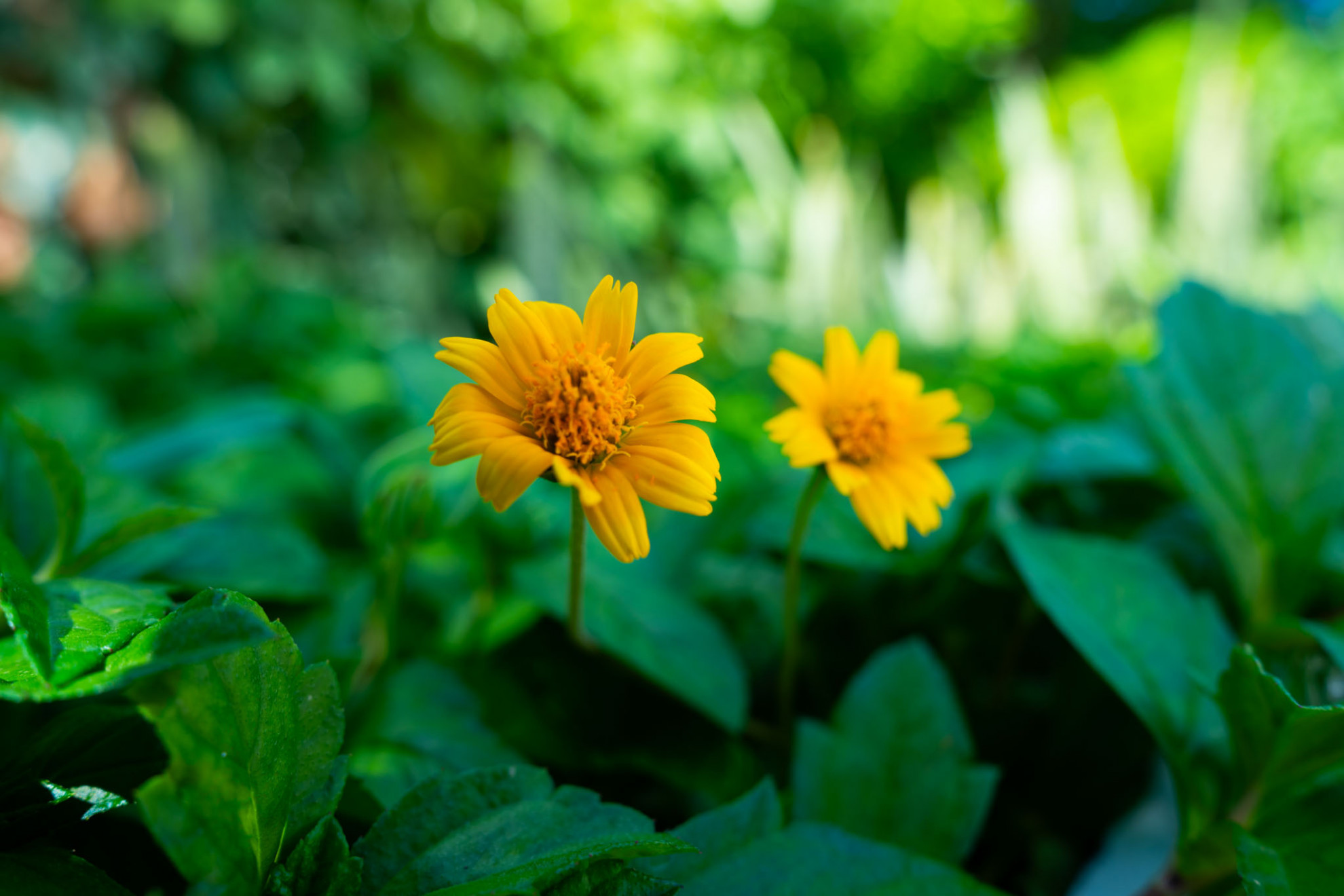 Organic Gardening