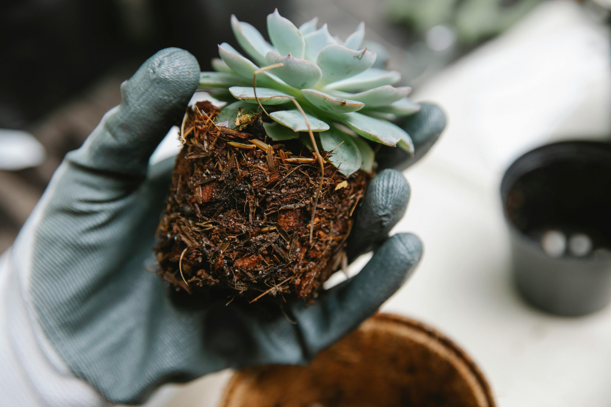 Organic Gardening
